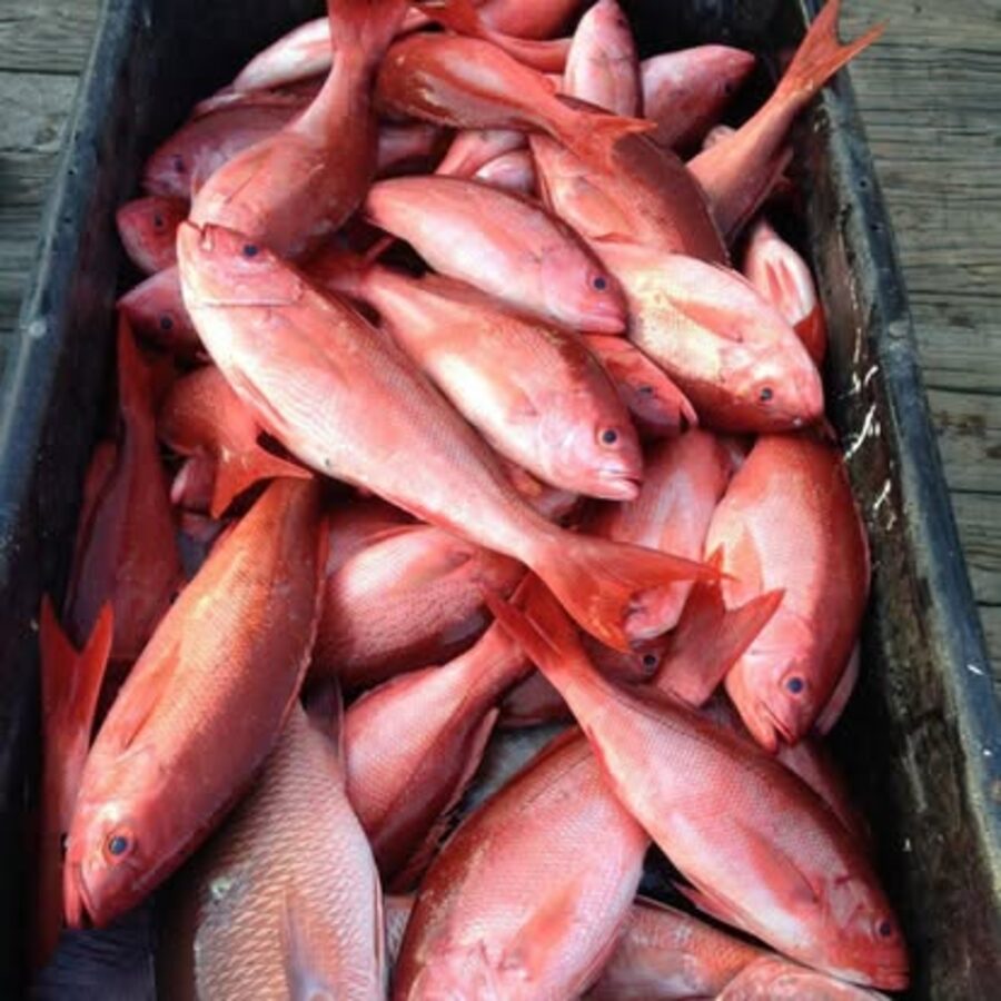 A full box of red snapper caught aboard an Orange Beach Fish Charter Services trip